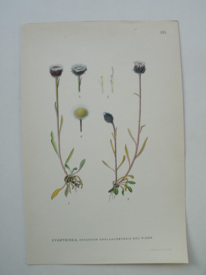 antique print (prent) - Svartbinka, erigeron unalaschkensis (d.c.) vierh.