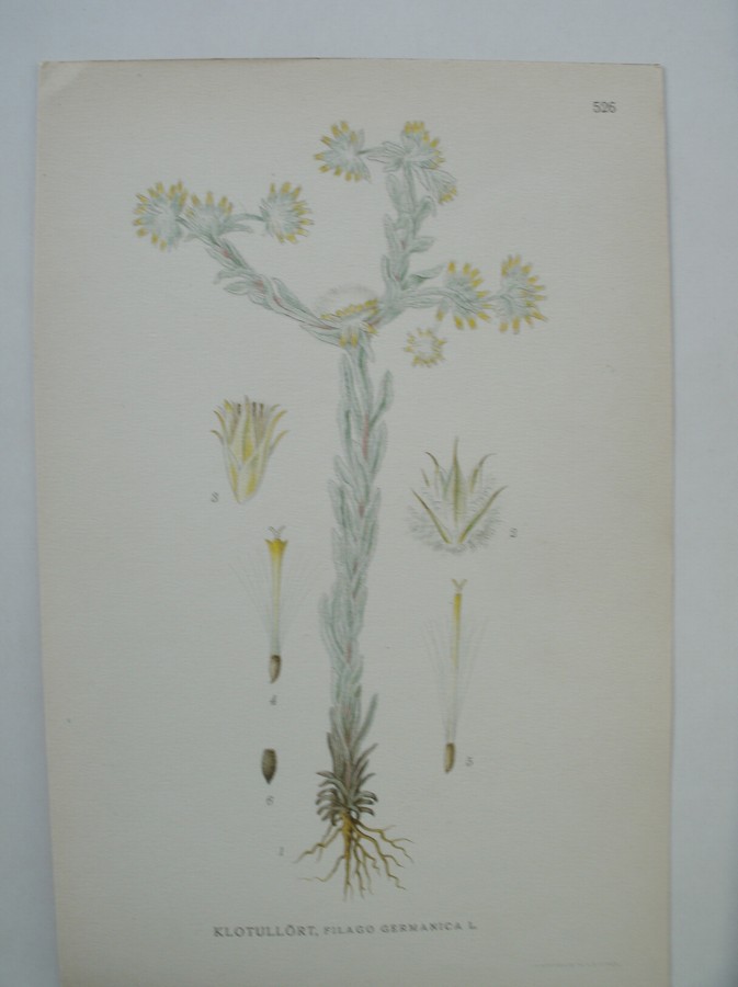 antique print (prent) - Klotulort, filago germanica l.