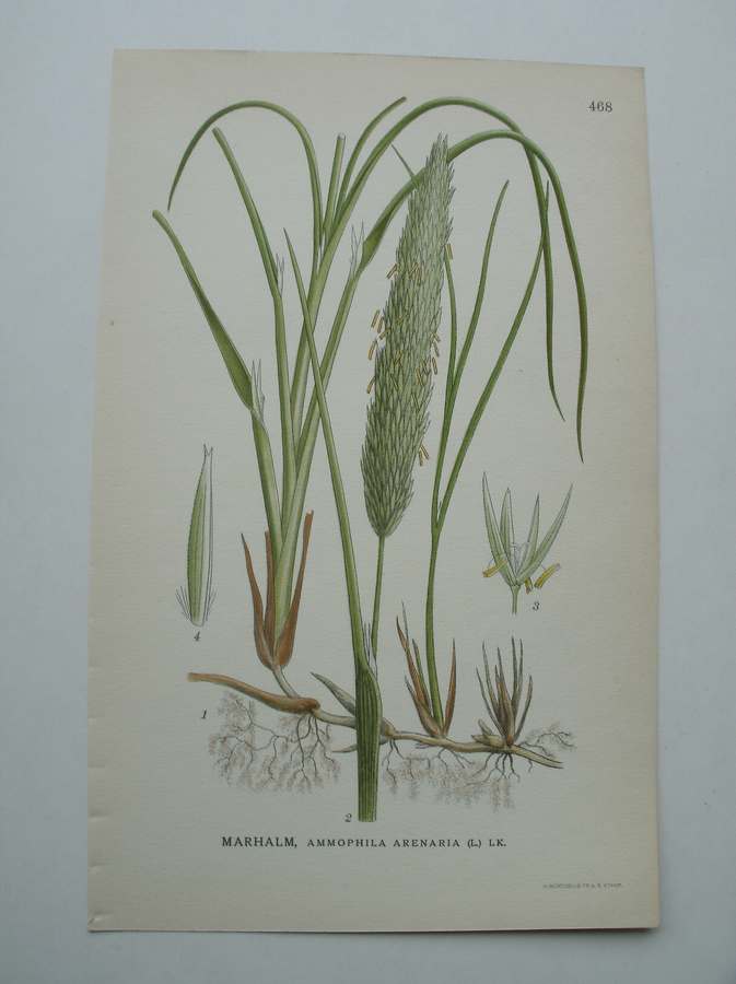 antique print (prent) - Marhalm, ammophila arenaria (l.) l.k.