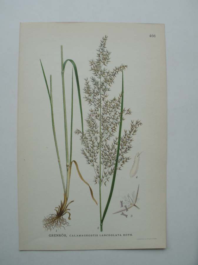 antique print (prent) - Grenror, calamagrostis lanceolata roth.