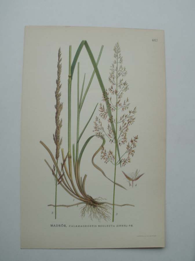 antique print (prent) - Madror, calamagrostis neglecta (ehrh.) pb.