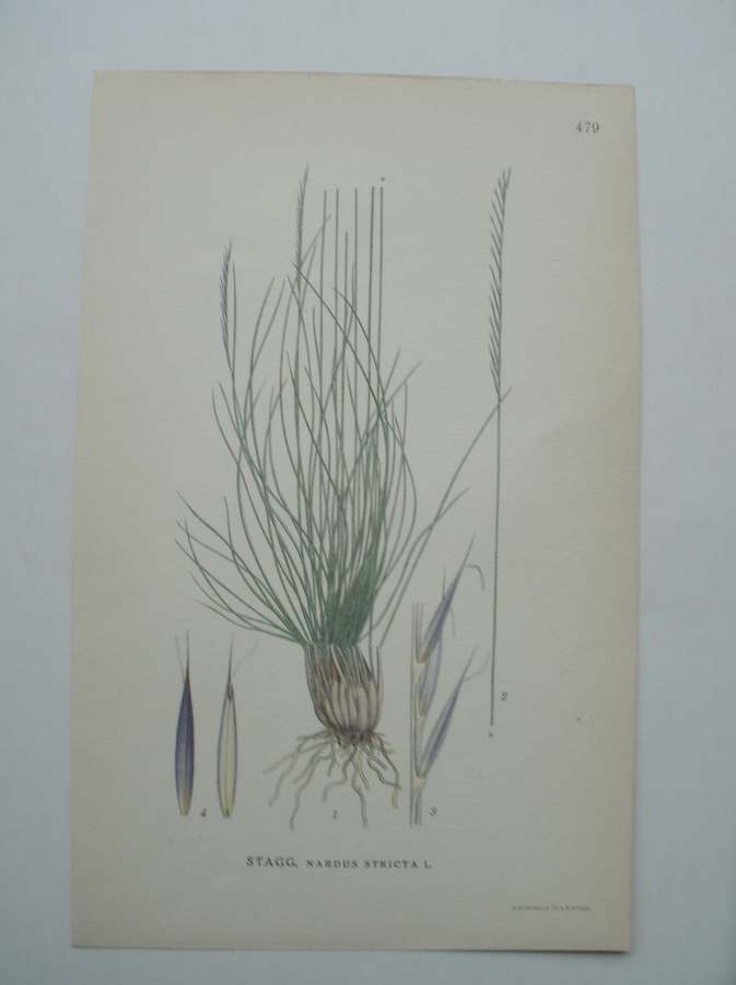 antique print (prent) - Stagg, nardus stricta l.