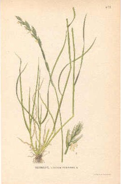 antique print (prent) - Renrepe, lolium perenne l.