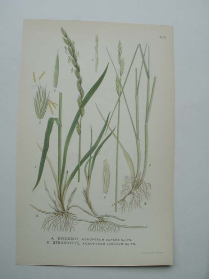 antique print (prent) - Kvickrot, agropyrum repens (l.) pb. Strandvete, agropyrum junceum (l.) pb.