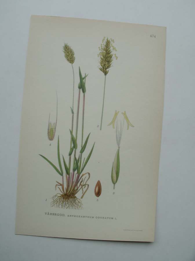 antique print (prent) - Varbrodd, anthoxanthum odoratum l.
