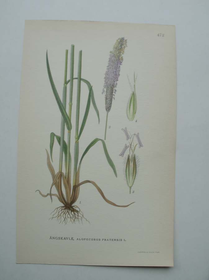 antique print (prent) - angskavle, alopecurus pratensis l. (Grote Vossenstaart).