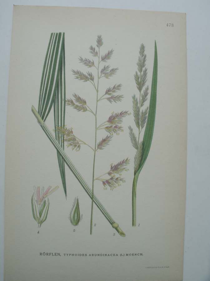 antique print (prent) - Rorflen, typhoides arundinacae (l.) moench.