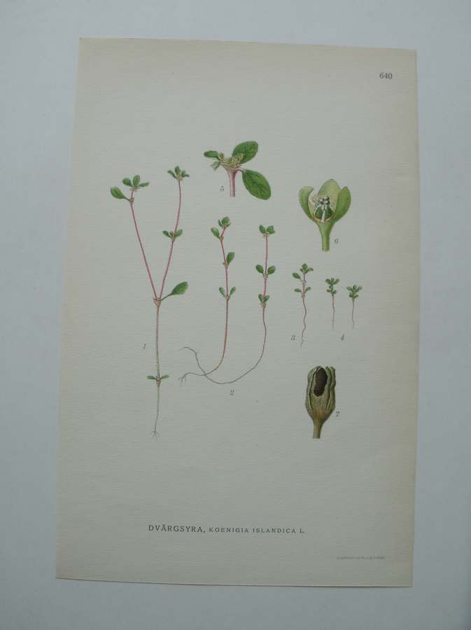 antique print (prent) - Dvargsyra, koenigia islandica l. (IJslandse postelein).