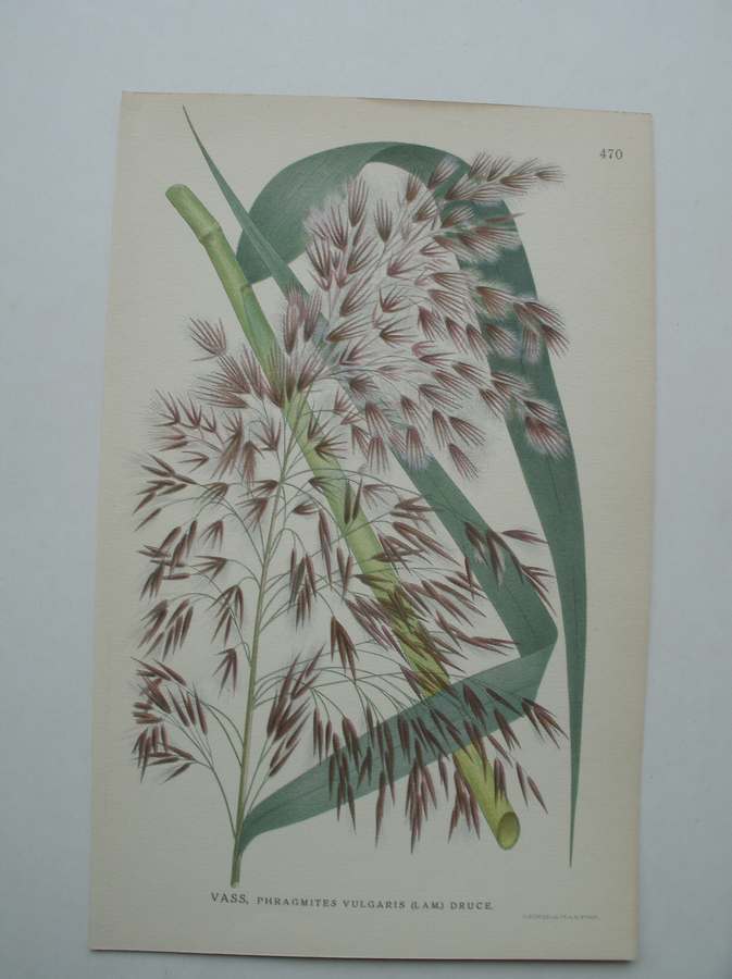 antique print (prent) - (Riet) Vass, phragmites vulgaris (l.a.m.) druce.