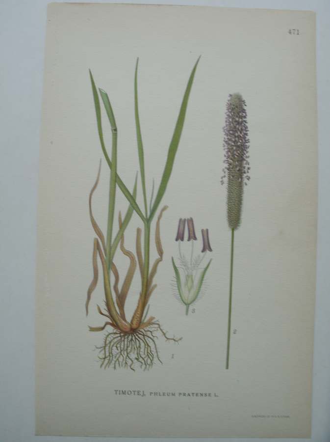 antique print (prent) - Timotej, phleum pratense l.