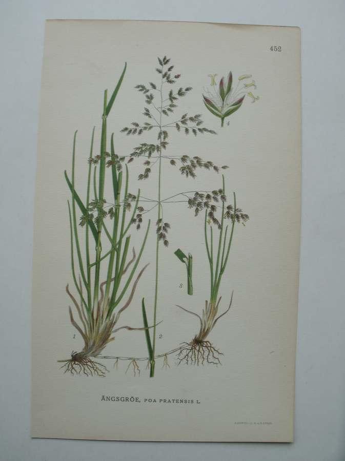 antique print (prent) - Angsgroe, poa pratensis l. (Veldbeemdgras)