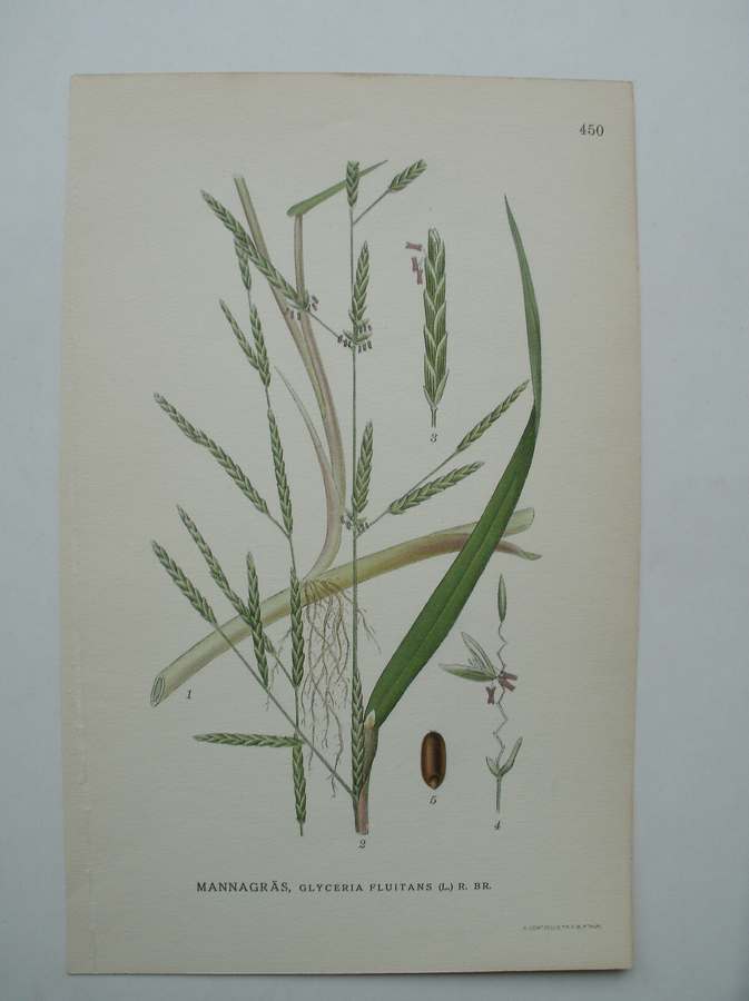 antique print (prent) - Mannagras, glyceria fluitans (l.) r. br.
