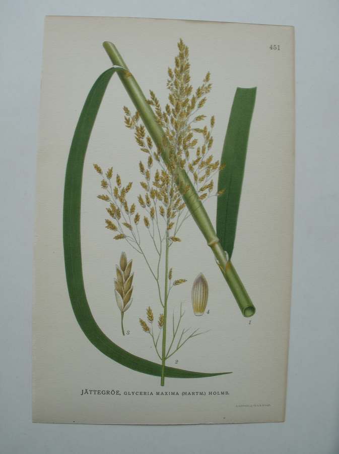 antique print (prent) - Jattegroe, glyceria maxima (hartm.) holme