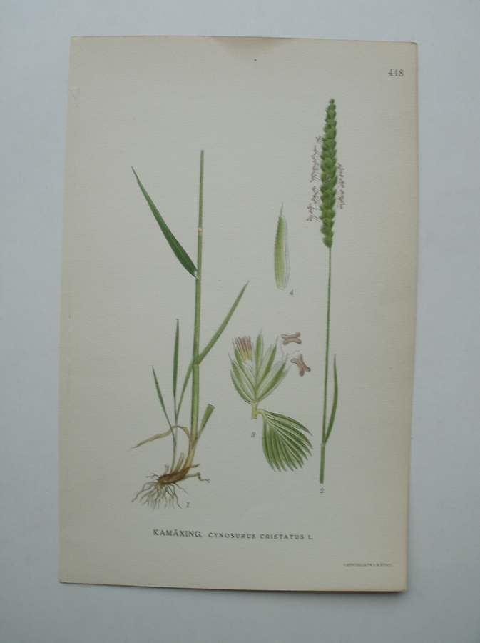 antique print (prent) - Kamaxing, cynosurus cristatus l.