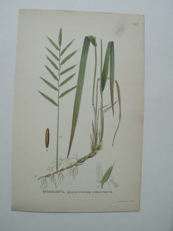 antique print (prent) - Sparrlosta, brachypodium pinnatum pb.