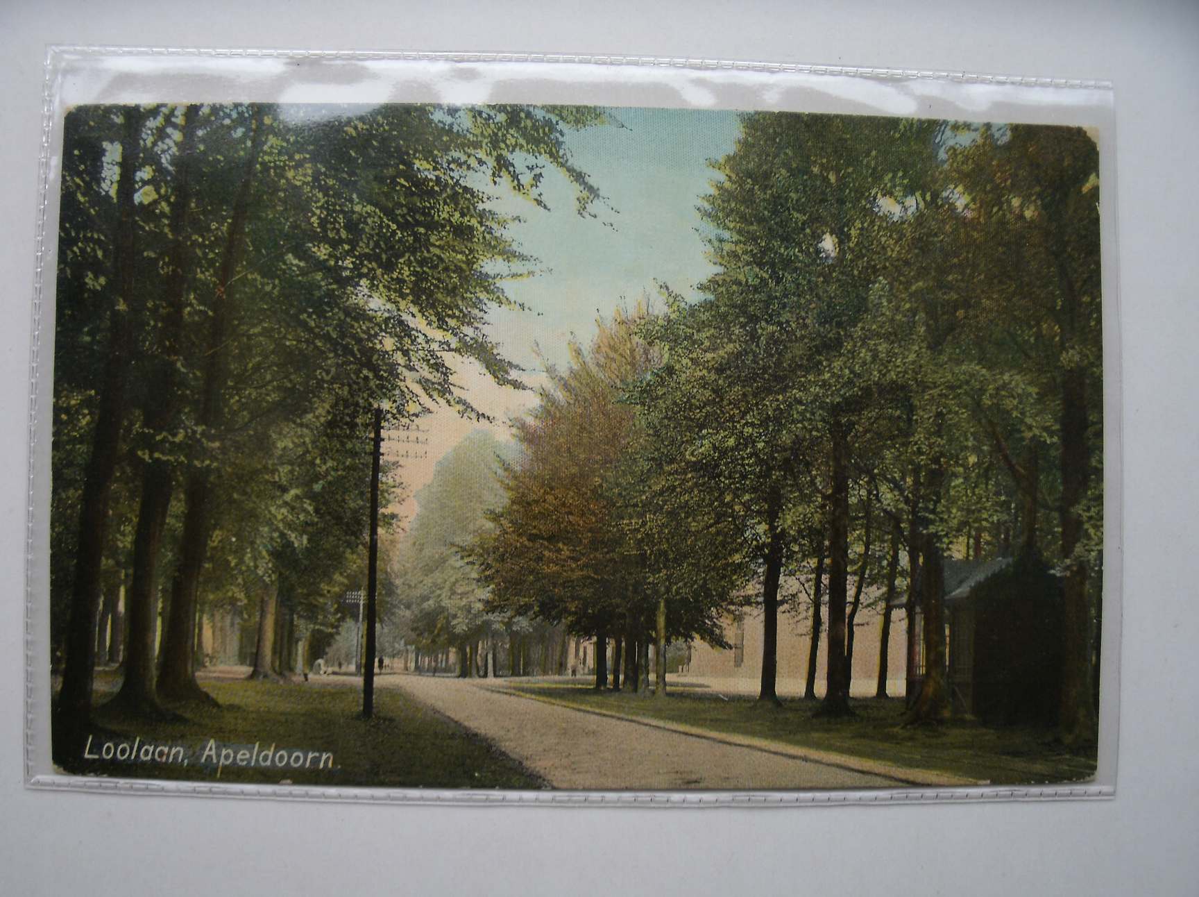 postcard. ansichtkaart. postkarte. - Apeldoorn. Loolaan.