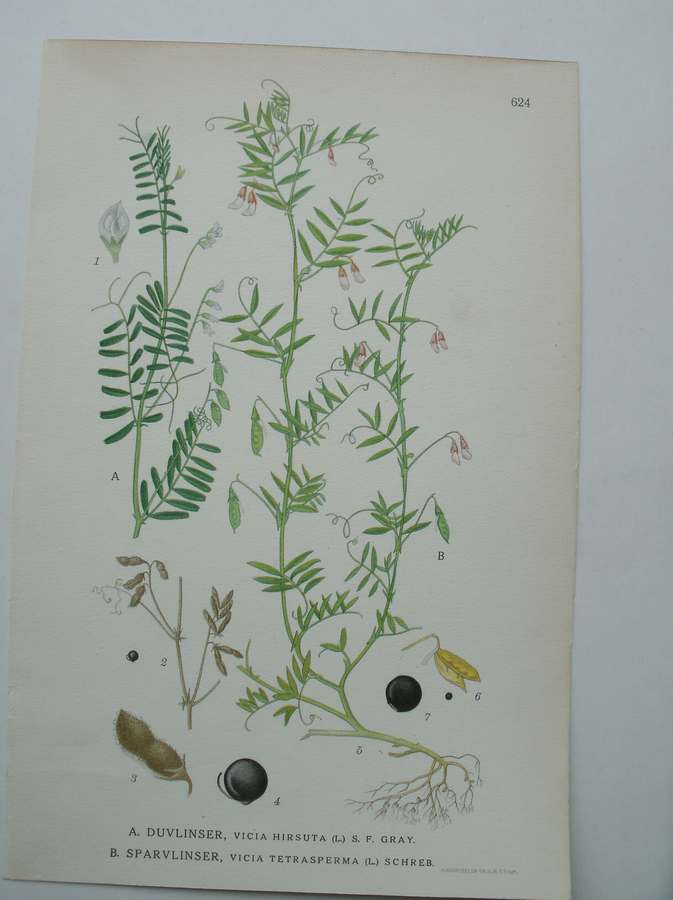 antique print (prent) - Duvlinser, vicia hirsuta (l.) s.f. gray. Sparvlinser, vicia tetrasperma (l.) schreb. (Ringelwikke, Vierzadige Wikke).