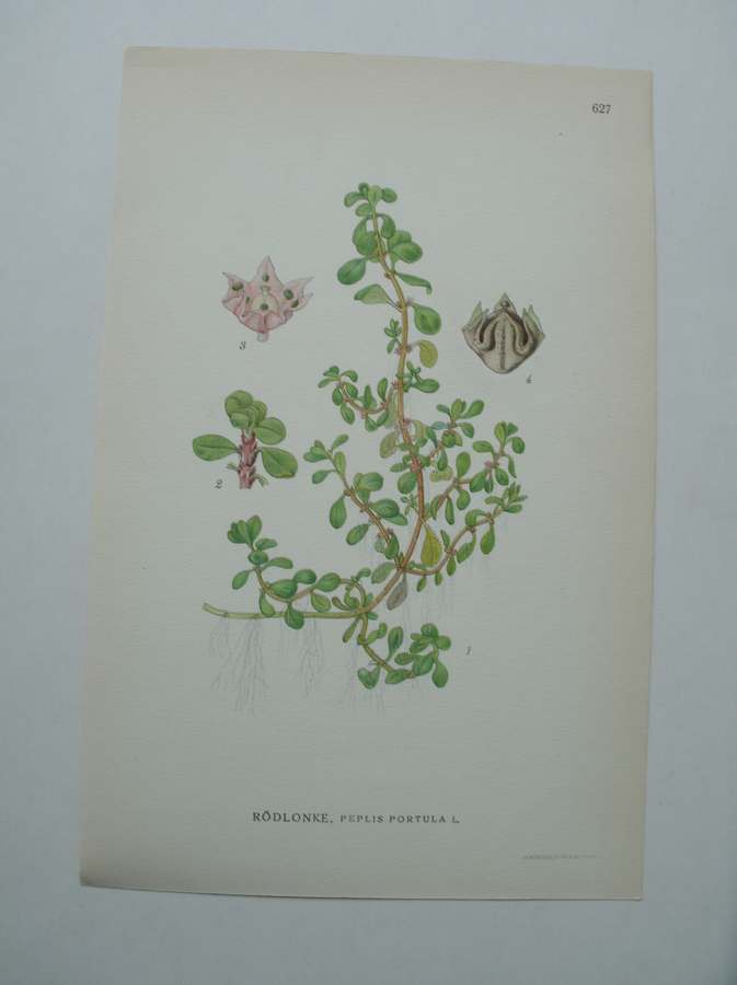antique print (prent) - Rodlonke, peplis portula l.