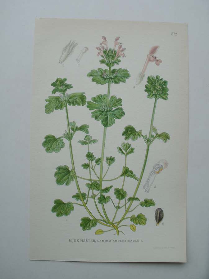 antique print (prent) - Mjukplister, lamium amplexicaule l.