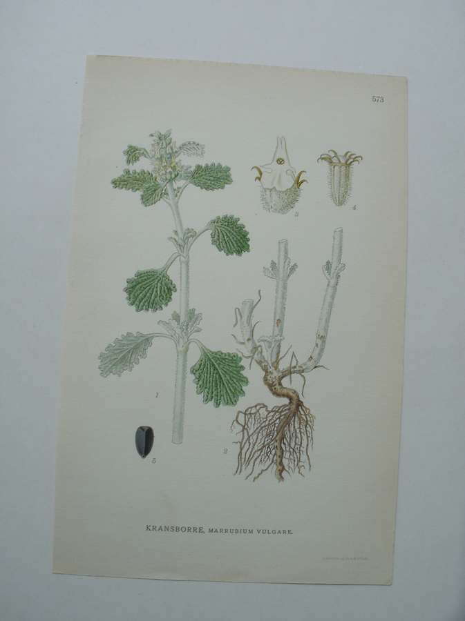 antique print (prent) - Kransborre, marrubium vulgare.
