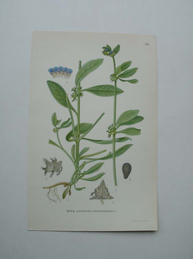 antique print (prent) - Riva, asperugo procumbens l.
