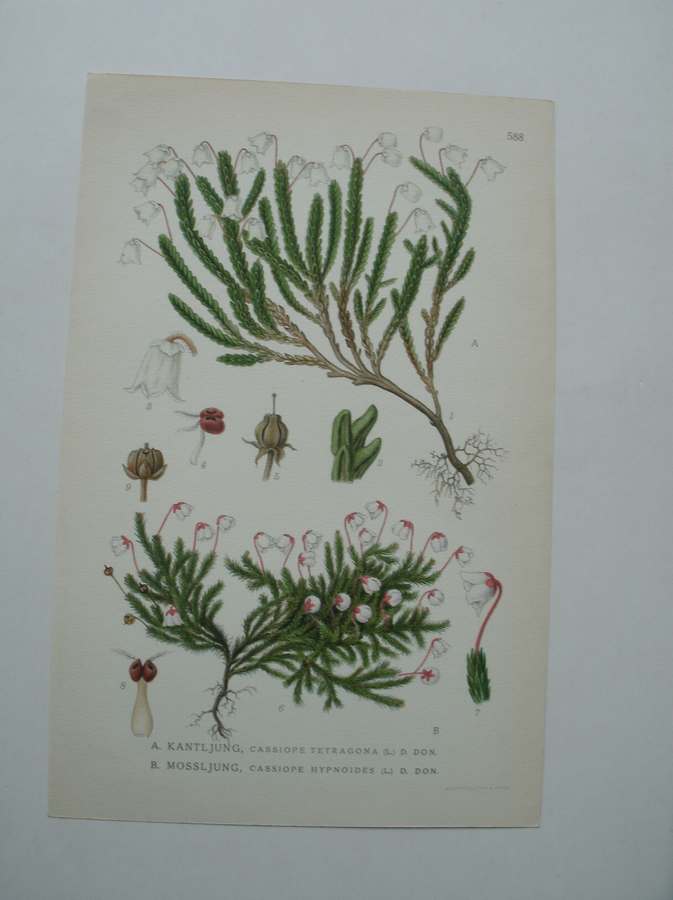 antique print (prent) - Kantljung, cassiope tetragona (l.) d. don. Mossljung, cassiope hypnoides (l.) d. don.