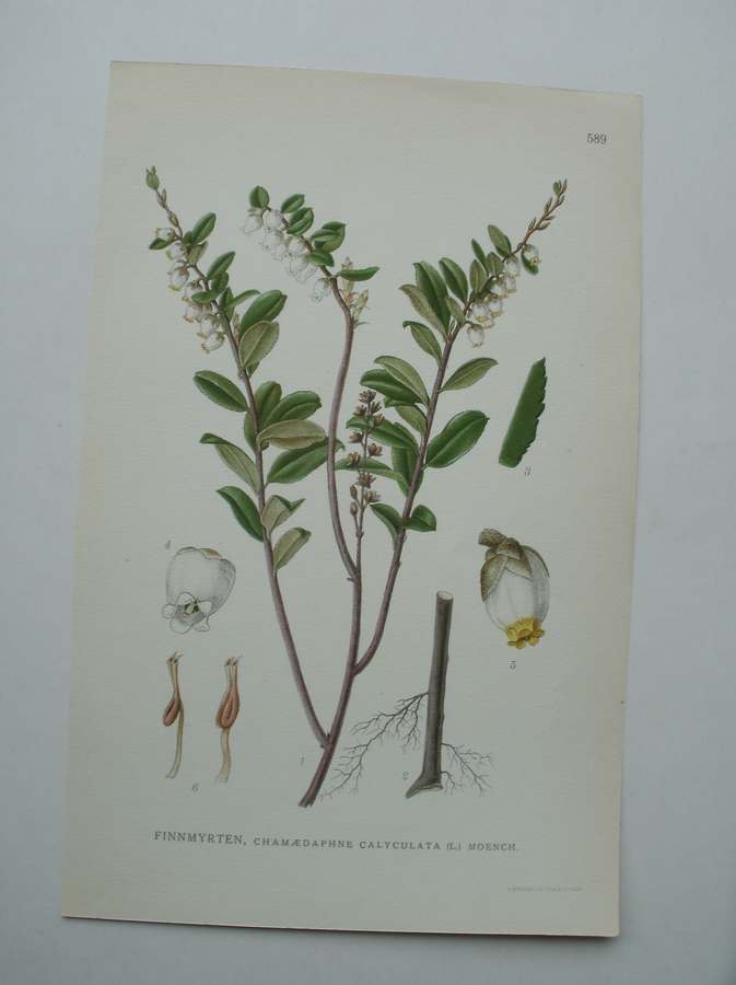 antique print (prent) - Finnmyrten, chamaedaphne calyculata (l.) moench.
