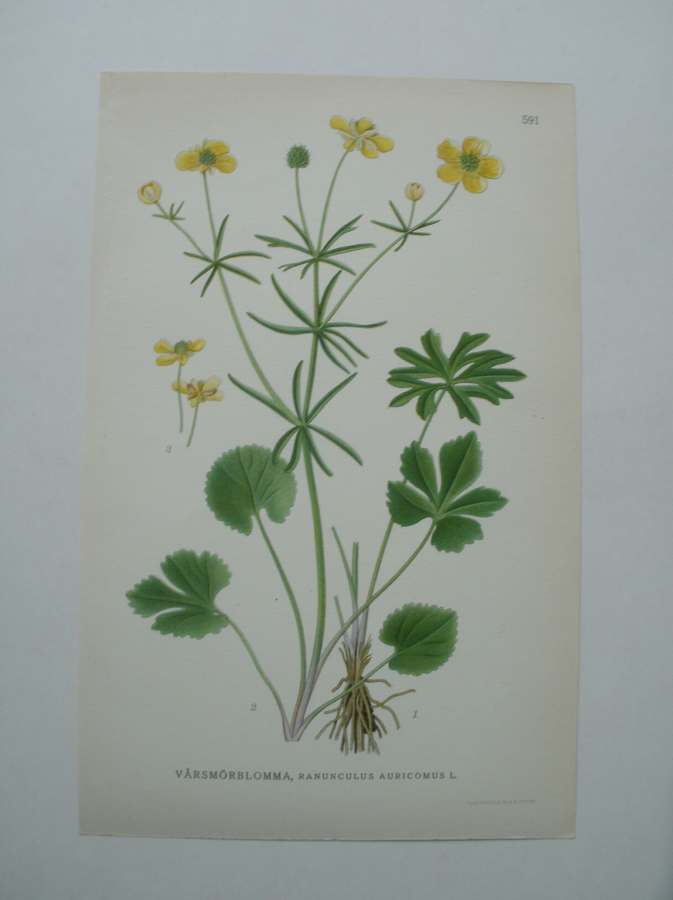 antique print (prent) - Varsmorblomma, ranunculus auricomus l.