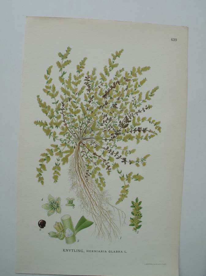antique print (prent) - Knytling, herniaria glabra l.