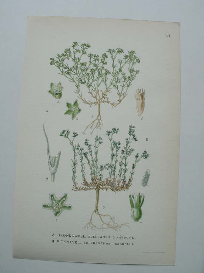 antique print (prent) - Gronknavel, scleranthus annuus l. Vitknavel, sclerantus perennis l.