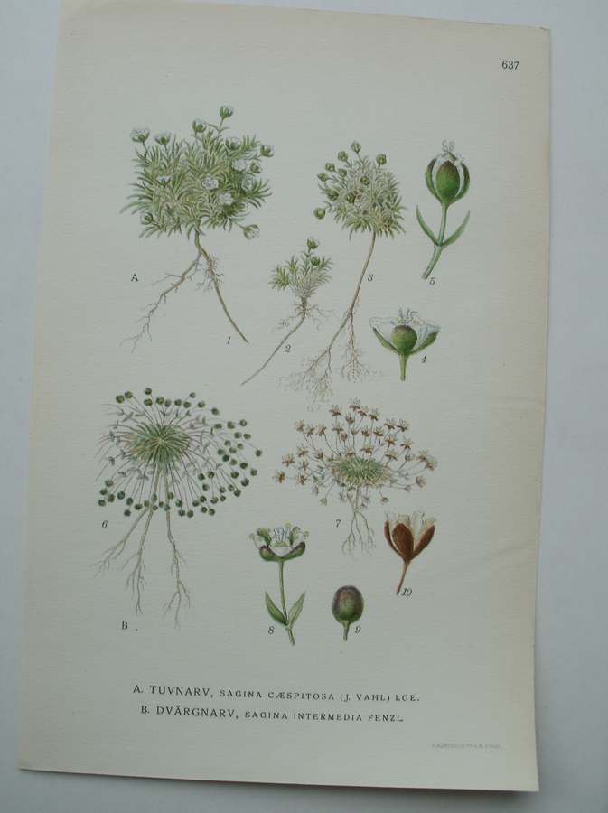 antique print (prent) - Tuvnarv, sagina caespitosa (j. vahl) lge. Dvargnarv, sagina intermedia fenzl.