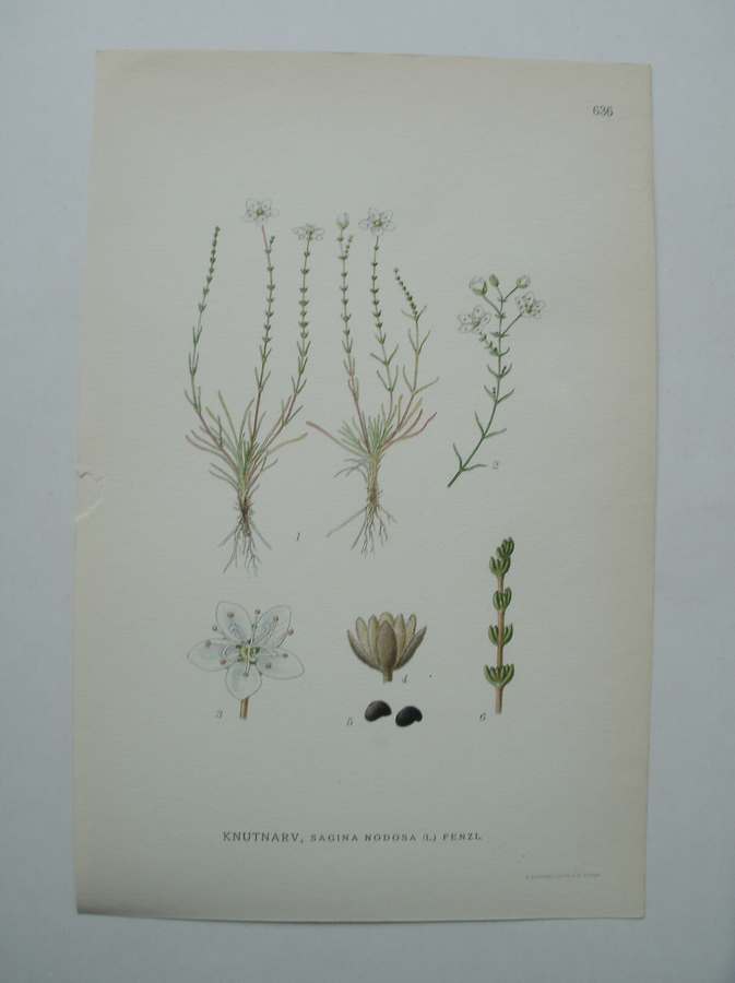 antique print (prent) - Knutnarv, sagina nodosa (l.) fenzl.
