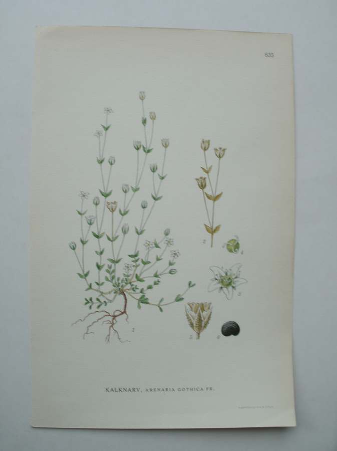 antique print (prent) - Kalknvarv, arenaria gothica fr.