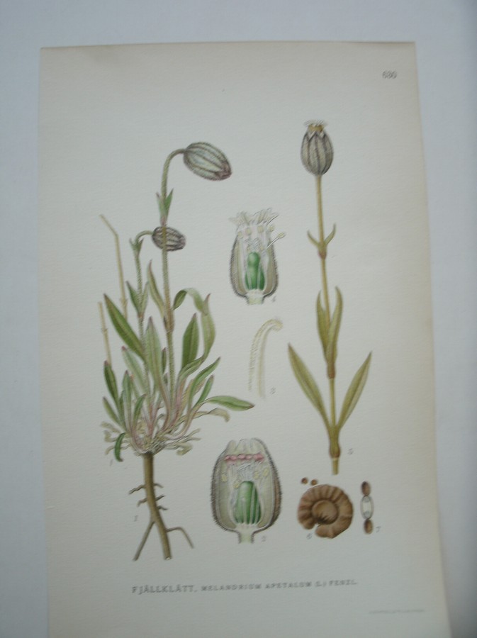 antique print (prent) - Fjallklatt, melandrium apetalum (l.) fenzl.