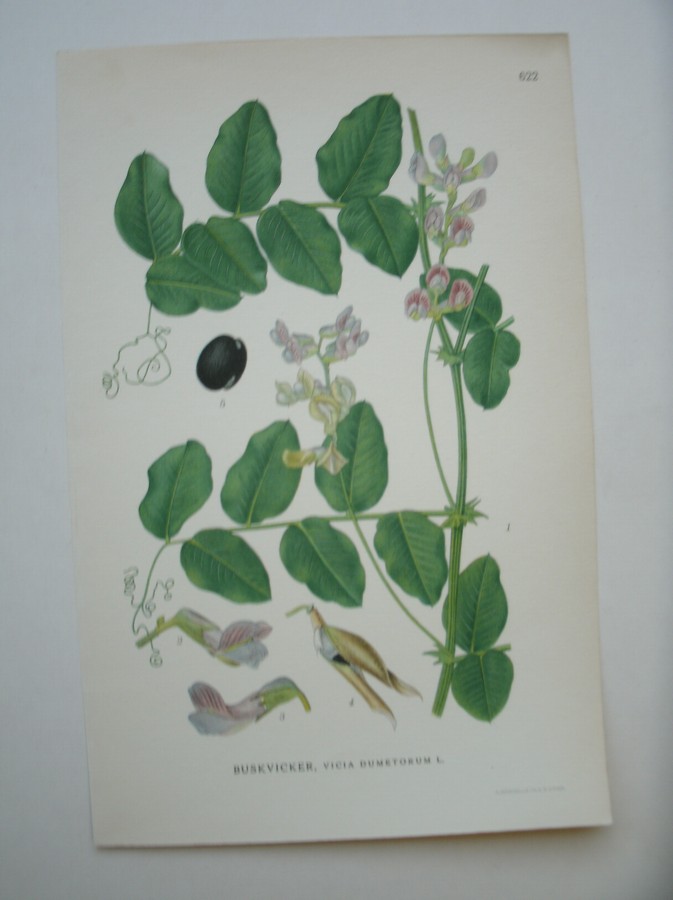 antique print (prent) - Buskvicker, vicia dumetorum l. (Heggewikke).