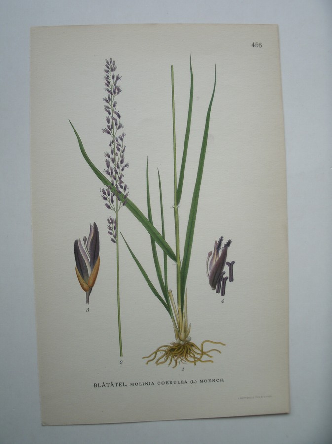 antique print (prent) - Blatatel, molinia coerulea (l.) moench. (Pijpenstrootje, Bentgras).