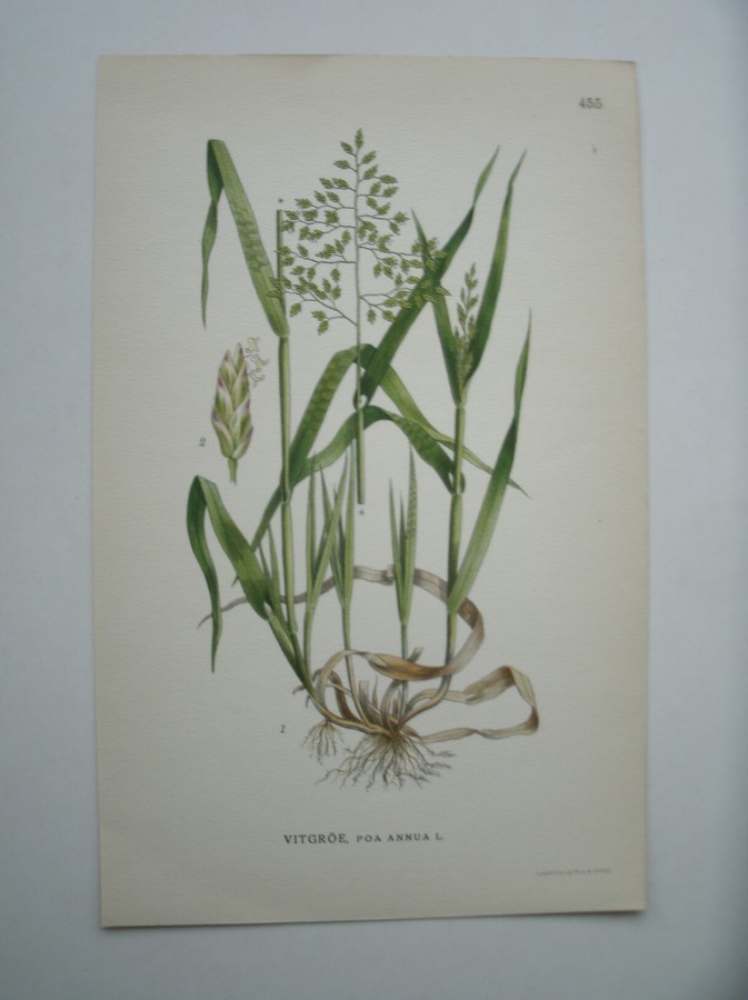antique print (prent) - Vitgroe, poa annua l.