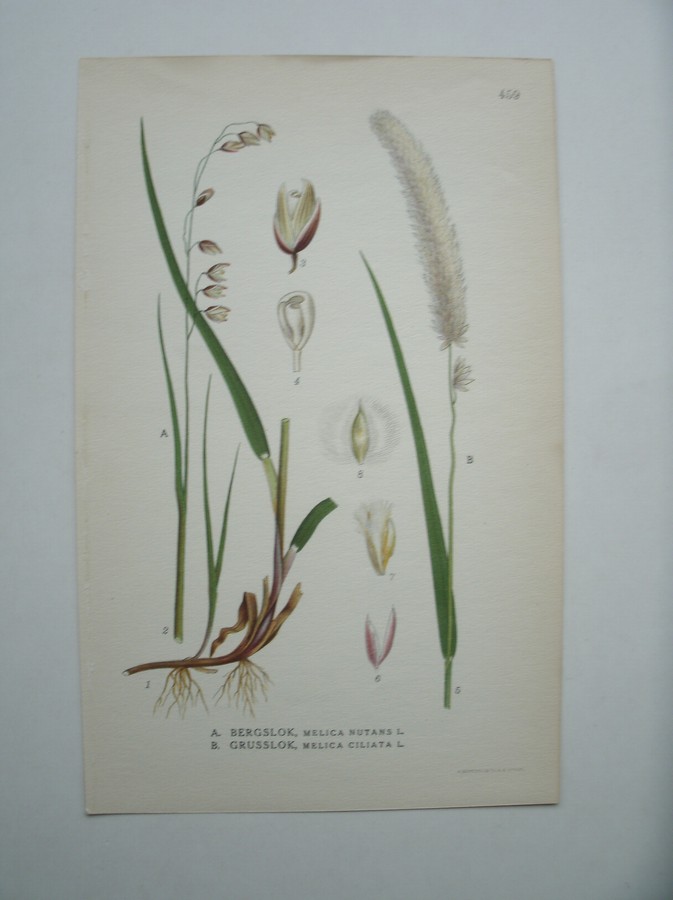 antique print (prent) - Bergslok, melica nutans l. Grusslok, melica ciliata l. (Knikkend parelgras, Wimperparelgras).