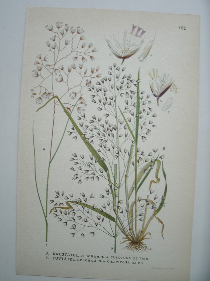 antique print (prent) - Krustatel, deschampsia flexuosa (l.) trin. Tuvtatel, deschampsia caespitosa (l.) pb.