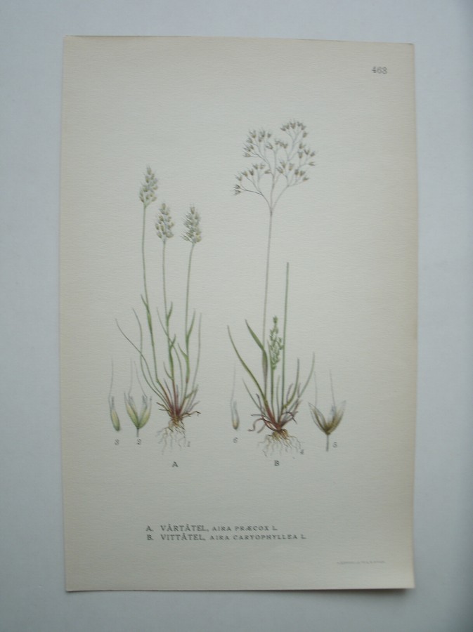 antique print (prent) - Vartatel, aira praecox l. Vittatel, aira caryophyllea l.