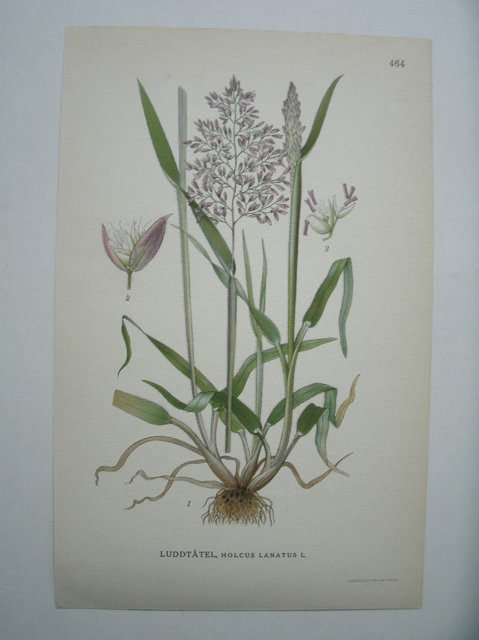 antique print (prent) - Luddtatel, holcus lanatus l.