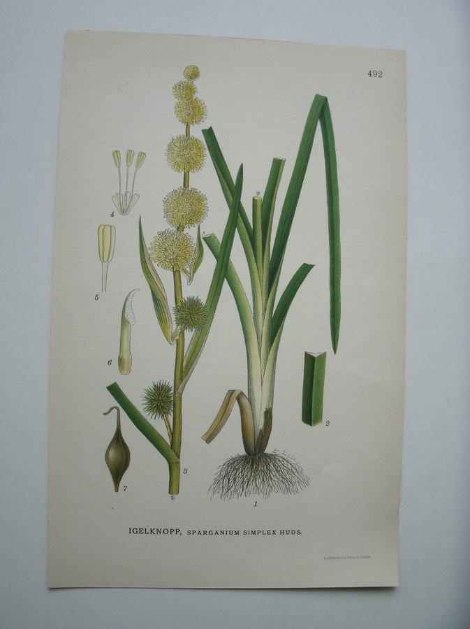 antique print (prent) - Igelknopp, sparganium simplex huds.