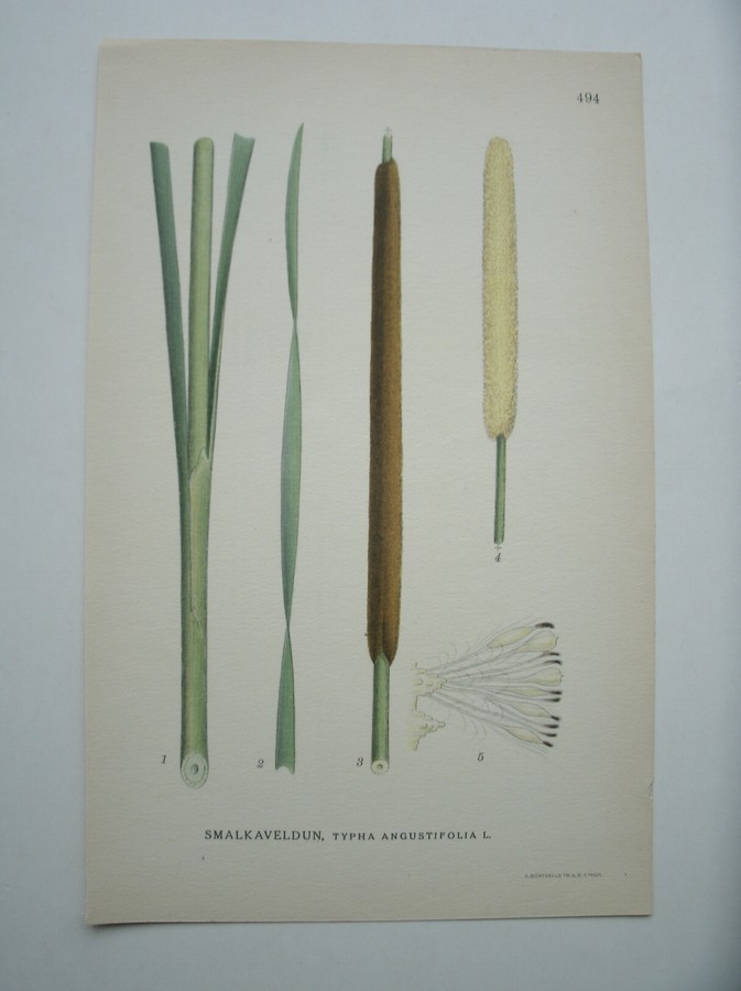 antique print (prent) - smalkaveldun, typha angustifolia l.