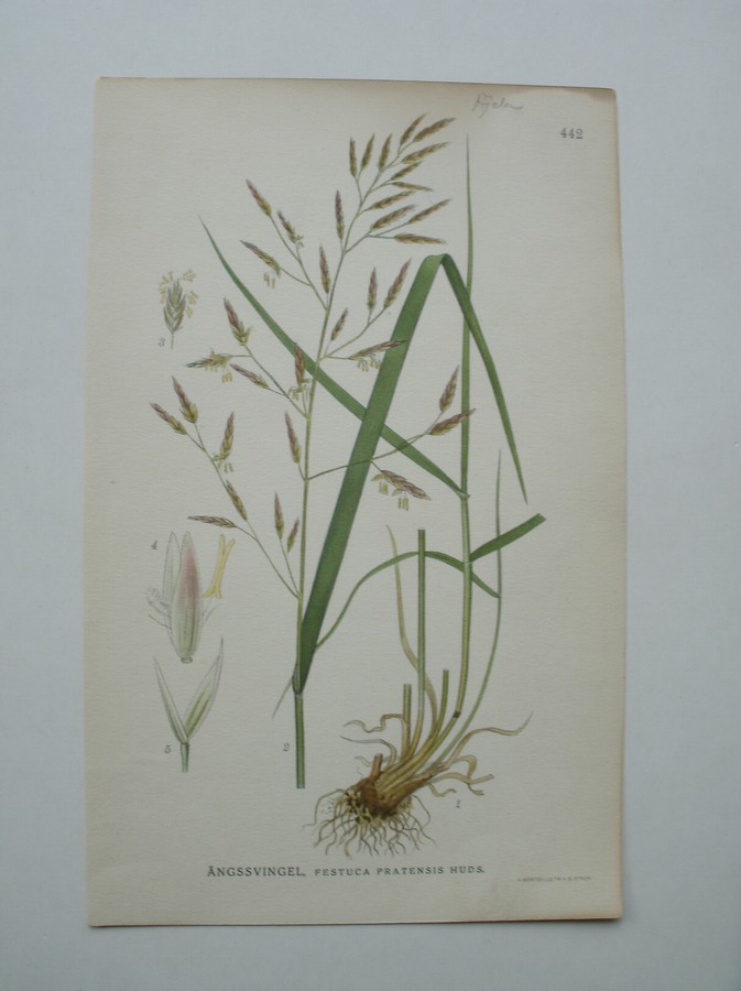 antique print (prent) - Angssvingel, festuca pratensis huds. (Beemdlangbloem)