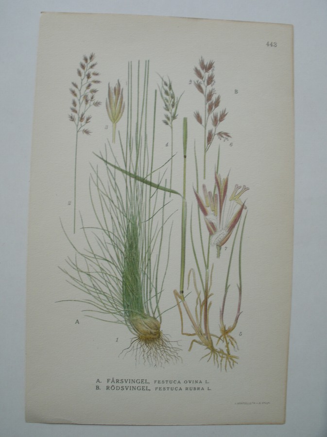 antique print (prent) - Farsvingel, festuca ovina l. Rodsvingel, festuca rubra l. (Ruig schapengras, Rood zwenkgras).