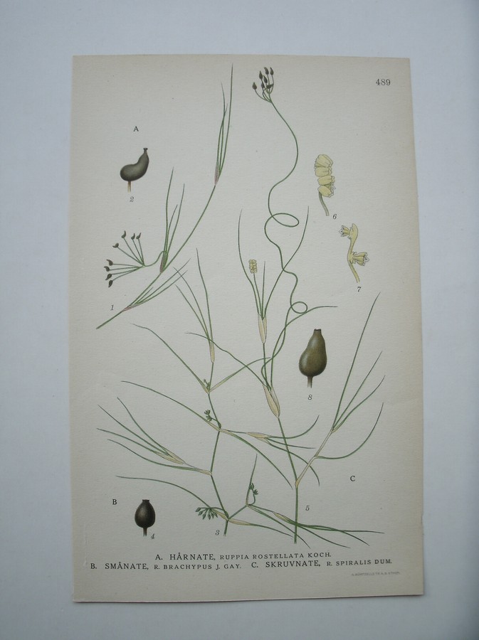 antique print (prent) - Harnate, ruppia rostellata koch. Smanate, r.brachypus j. gay. Skruvnate, r. spiralis dum.