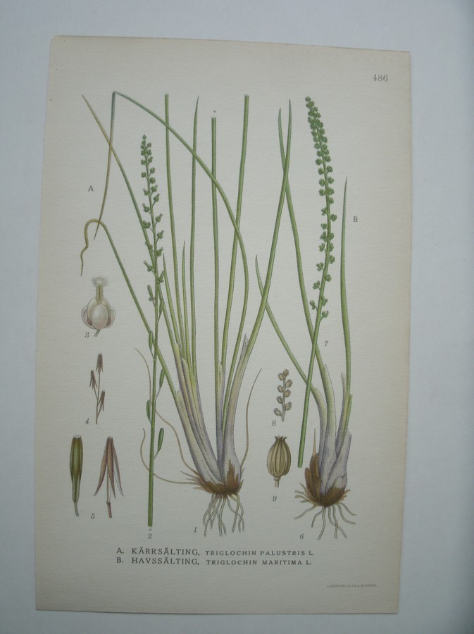 antique print (prent) - Karrsalting, triglochin palustris l. Havssalting, triglochin maritima l.