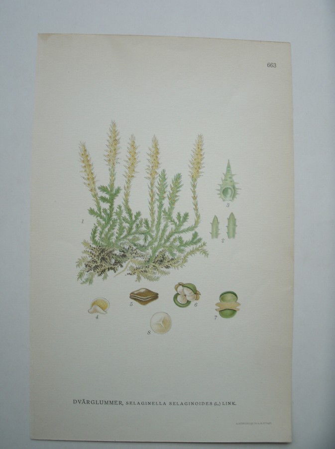 antique print (prent) - dvarglummer, selaginella selaginoides (l.) link. (ijslandse dennenwolfsklauw)