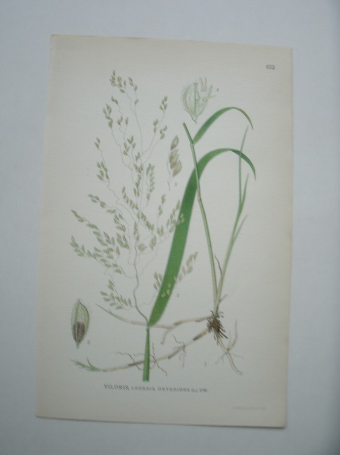 antique print (prent) - Vildris, leersia oryzoides (l.) sw.