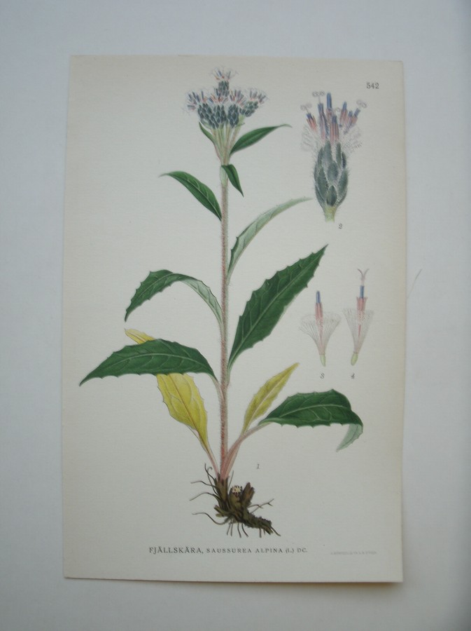 antique print (prent) - Fjallskara, saussurea alpina (l.) dc.